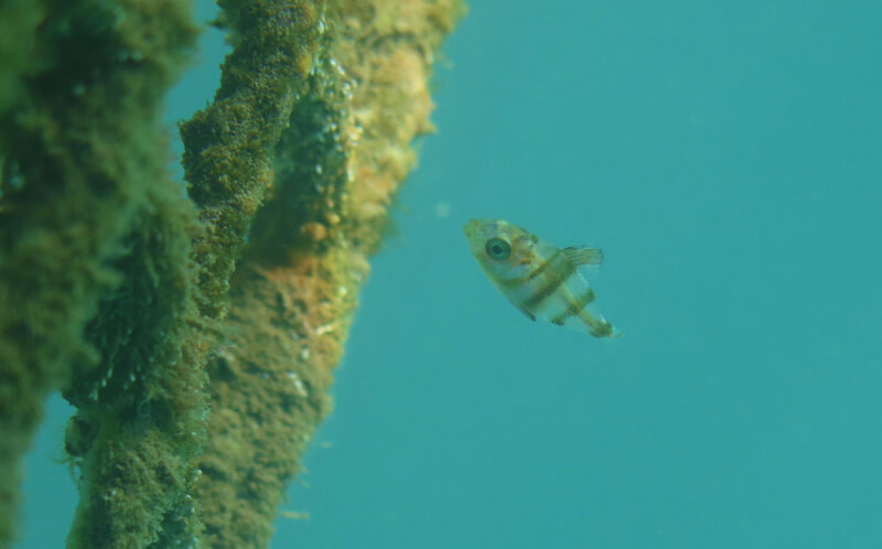 Port-Fréjus très actif en biodiversité marine