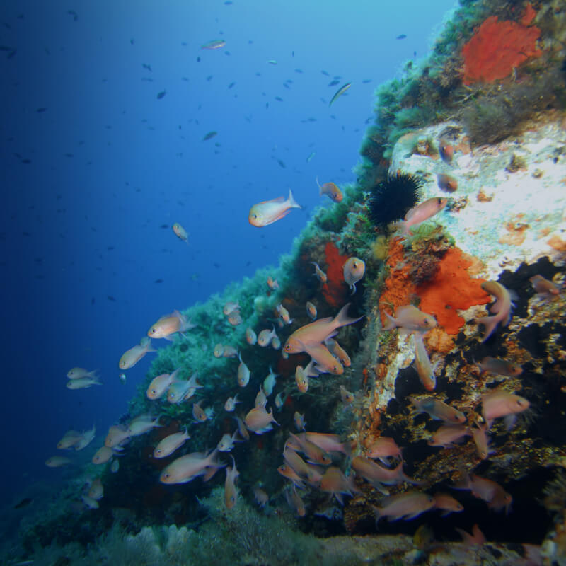 Les espèces menacées en Méditerranée