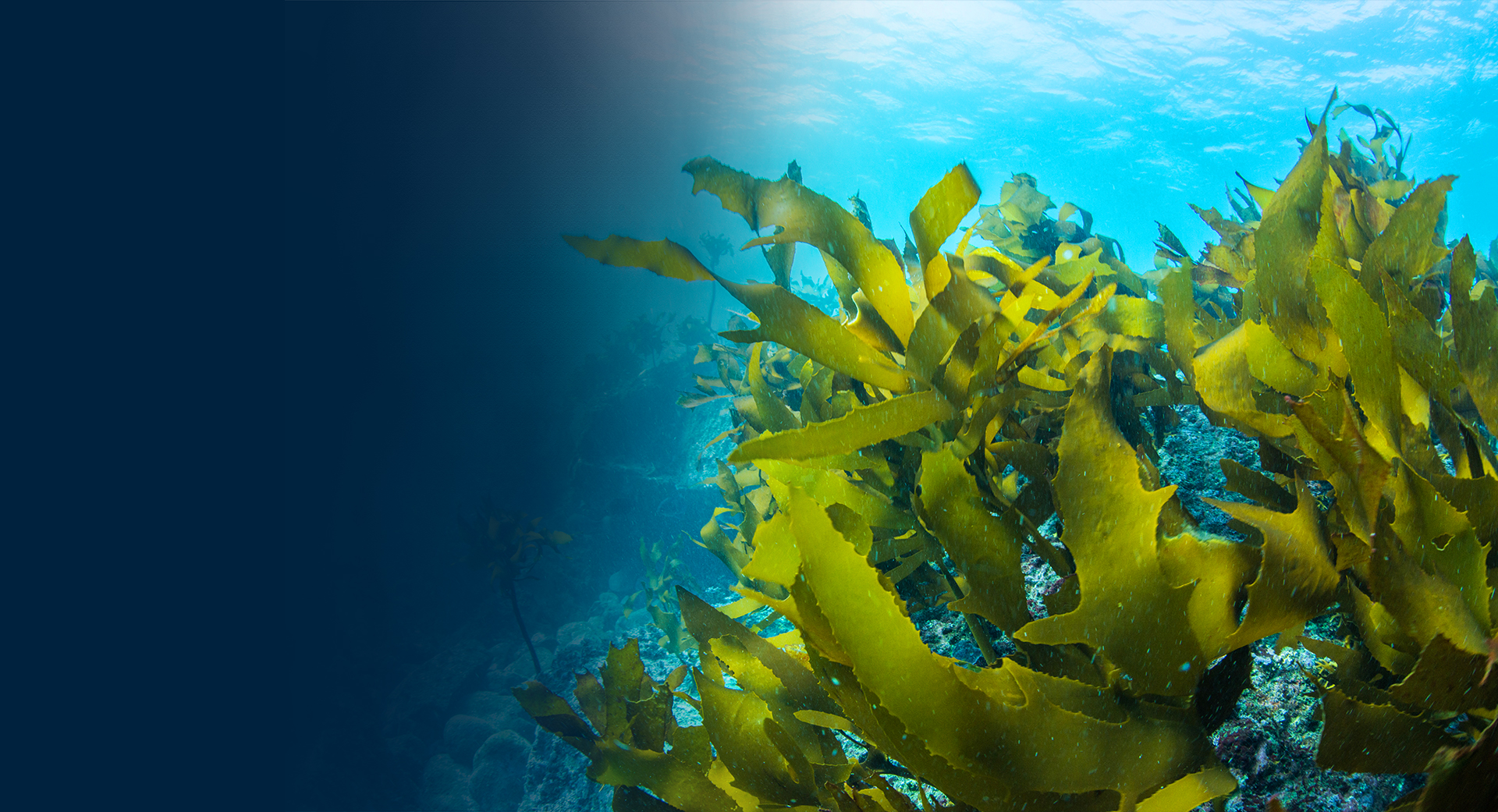 Fish Sentiar Protected marine areas (PMA) - Port Fréjus