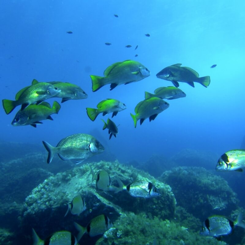 Preservare l'ambiente marino