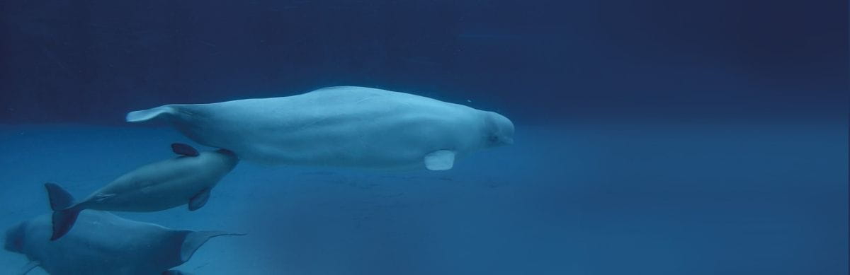 pollution sonnore belugas