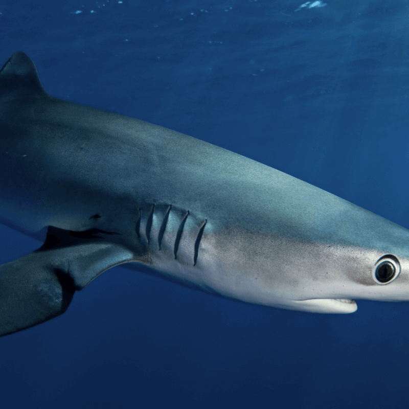 Les requins pélagiques