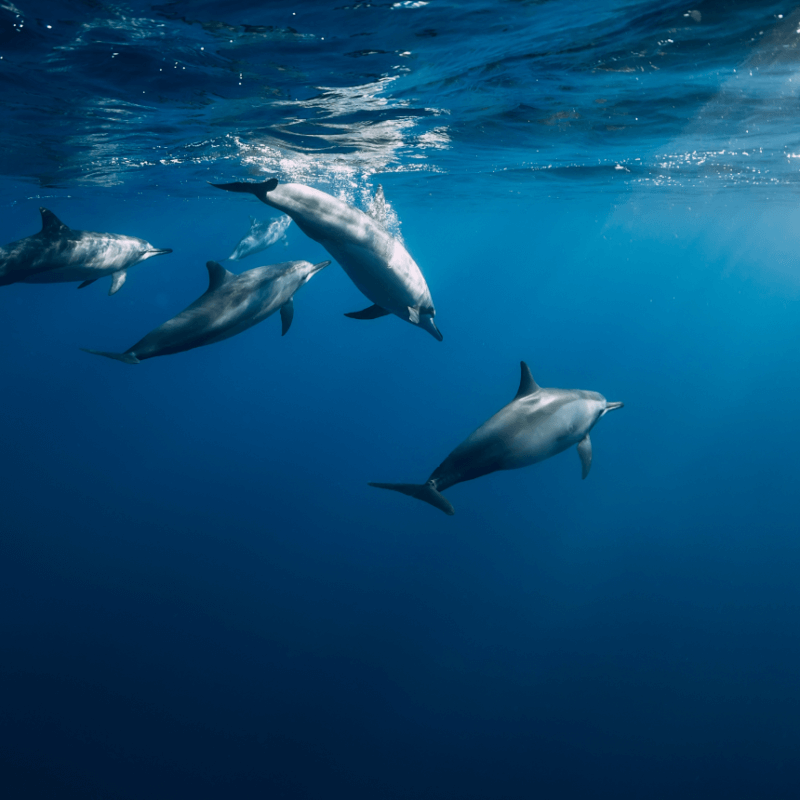 Pelagos Sanctuary