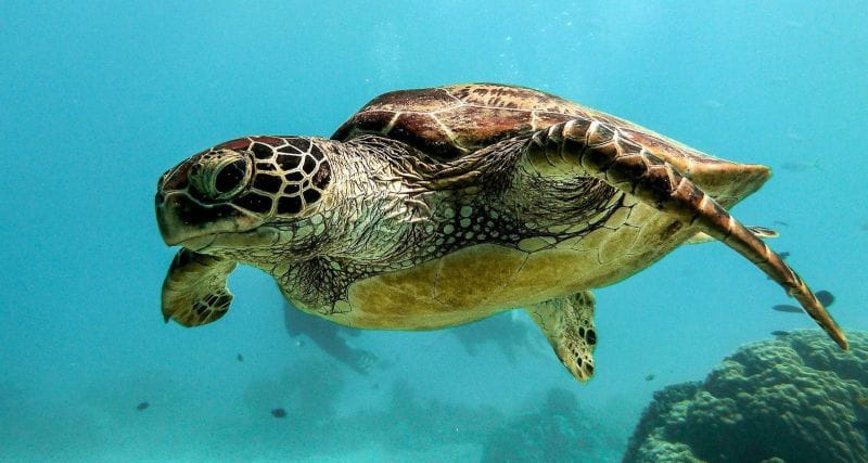 VOUS AVEZ VU UNE TORTUE MARINE ?