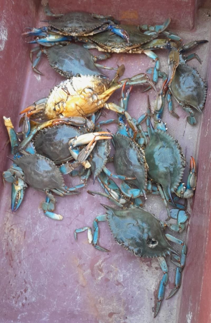 VOUS PÊCHEZ UN CRABE BLEU ?
